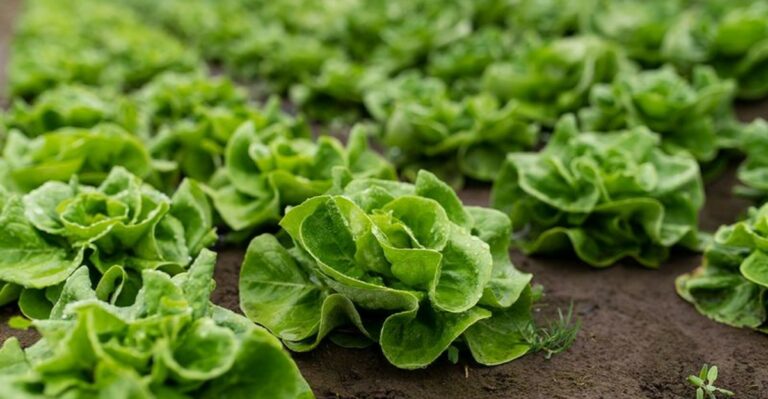 7 California Vegetables To Start Now For Harvests During Cooler Weather