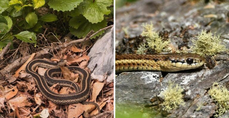 What It Really Means When Garter Snakes Show Up In Your Texas Garden
