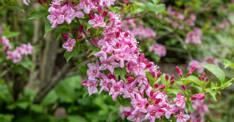 The September Task That Decides If Your North Carolina Weigela Blooms Next Year