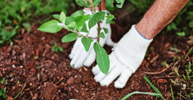 Why Fall Is The Best Time To Plant Many Oregon Native Shrubs
