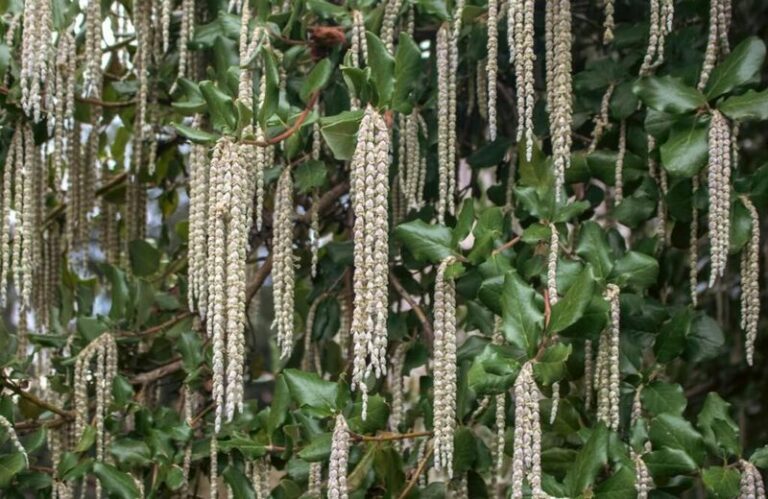 11 Oregon Native Trees That Cut Summer Water Bills More Than Any Landscape Change