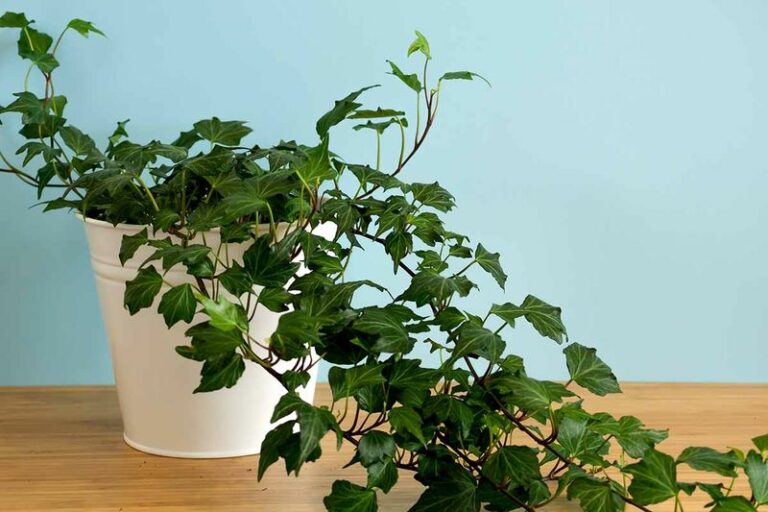 8 houseplants that clean your Wisconsin indoor air while the windows stay shut all winter