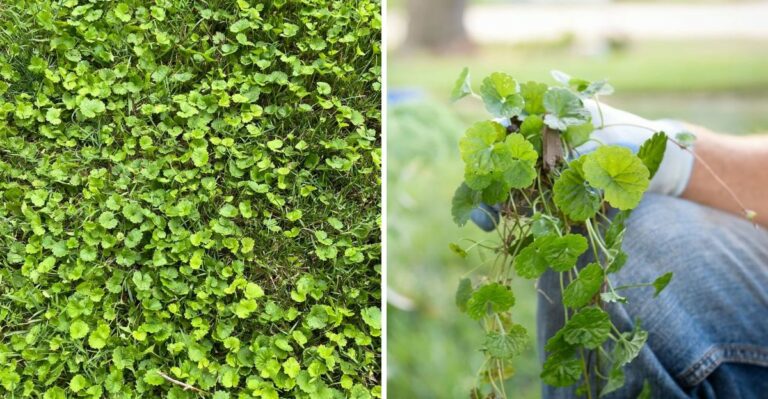Why October Is The Best Month To Destroy Creeping Charlie In Ohio Lawns