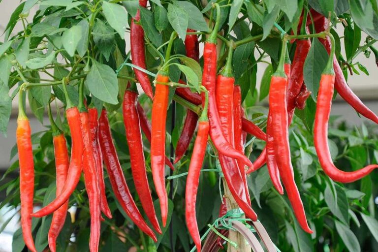 Overwinter Your Arizona Chili Plant This Way And Grow A Giant Pepper Tree That Comes Back Bigger Each Year