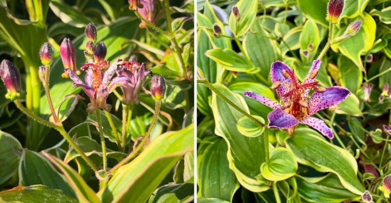 The One Thing You Must Do To Michigan Toad Lilies Before September Ends