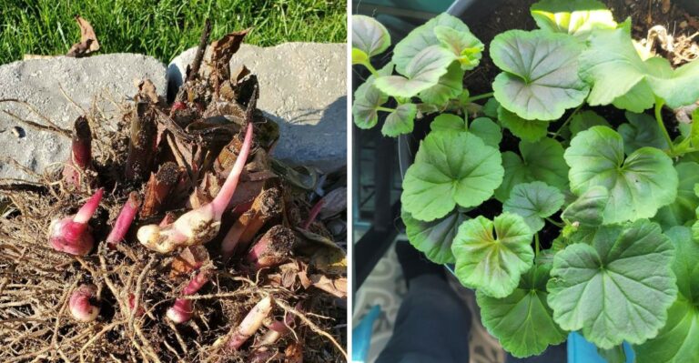 These Tender New York Plants Are Worth Overwintering Instead Of Rebuying