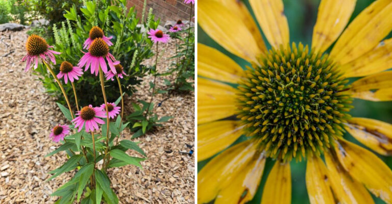 9 Practical Ways To Extend Your Coneflower Bloom Season Until Fall