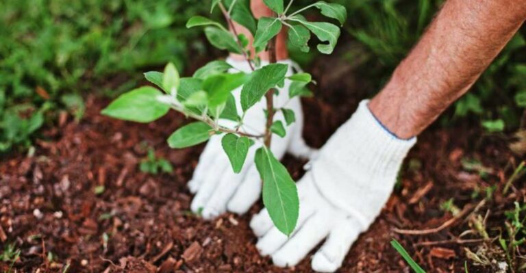 Why Fall Tree And Shrub Planting Is Riskier In Michigan Than The South