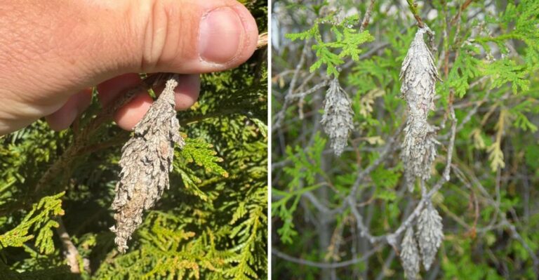Something Is Hanging On Your Missouri Evergreens, And It Isn’t A Cone