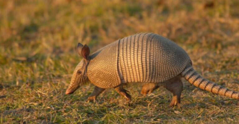 The Animal Missouri Didn’t Have Until Recently Is Now Digging Up Yards