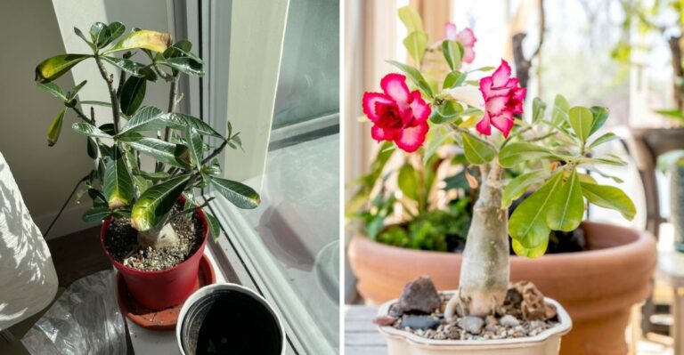 Why Your Florida Desert Rose May Suddenly Stop Blooming As Summer Winds Down