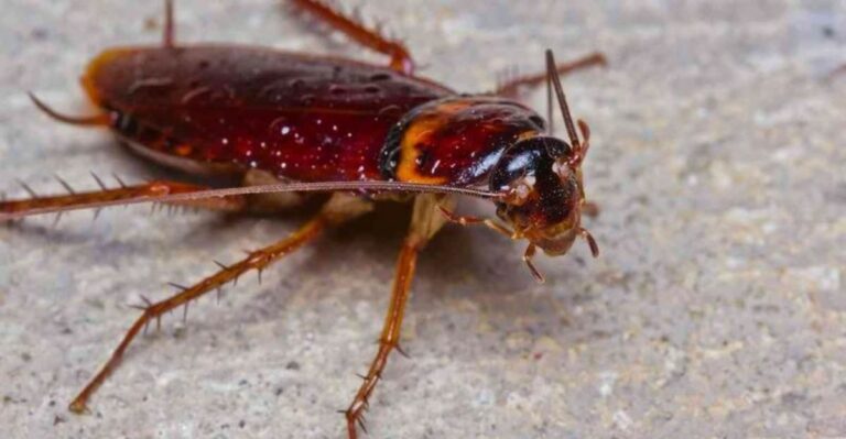 Palmetto Bugs Head Indoors In Georgia As Fall Nights Turn Cooler