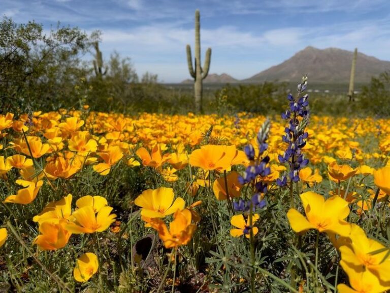 A Native Arizona Wildflower That May Reseed Your Desert Bed Season After Season