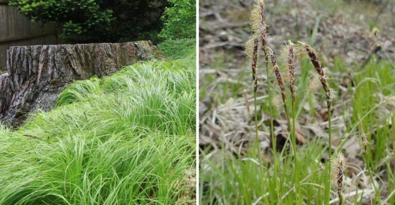 The Pennsylvania Native That Looks Right At Home In A Naturalistic Garden