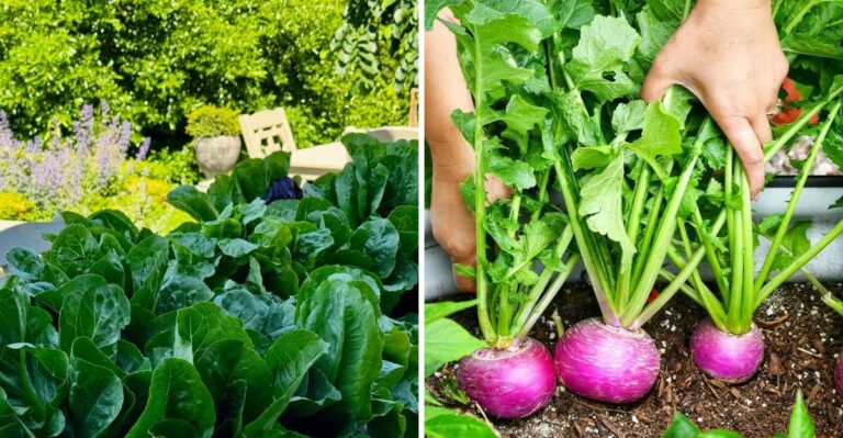 The Best Fast-Growing Fall Vegetables For Pennsylvania