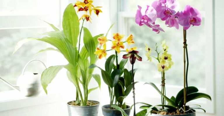 What Florida Orchids Need In September After A Long, Humid Summer
