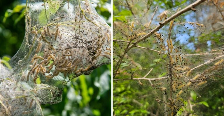 This Is The Texas Pecan Tree Invasion Nobody Saw Coming This September