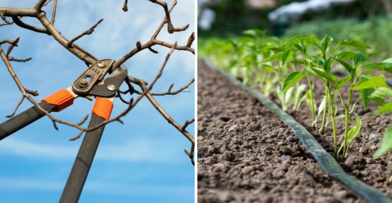 9 California Garden Tasks To Complete Before The First Significant Fall Rains