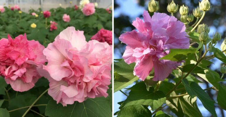 A Hibiscus That Changes Color Three Times A Day Is Opening Blooms Across Mississippi Yards