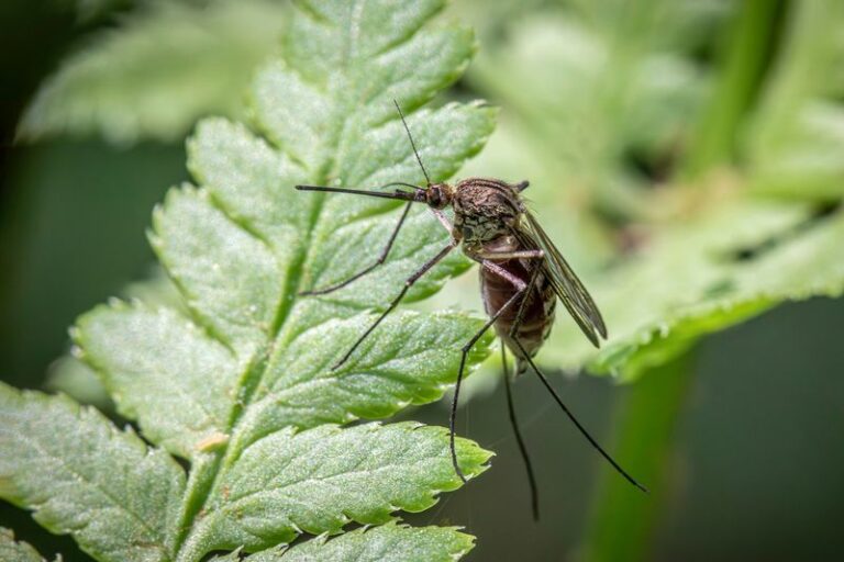 Catnip and Mosquitoes: What the Research on Nepetalactone Actually Shows
