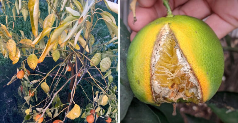 The September Watering Changes California Citrus Owners Should Make