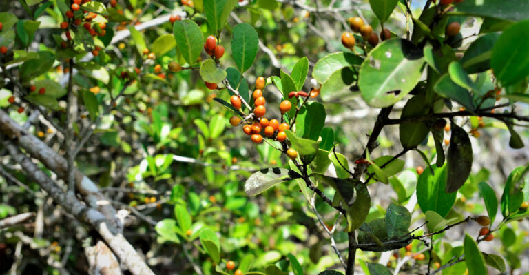Yaupon Holly (featured image)