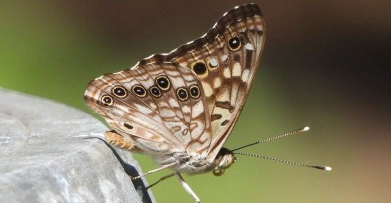 Iowa Hackberry Trees Host Large Clusters Of Brown Butterflies That Aren’t Actually Moths
