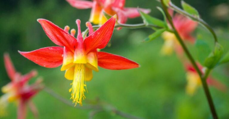 The California Native Shade Plant That Outperforms Hostas For Pollinators