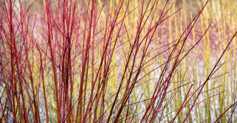 The One Thing You Must Do To Michigan Red-Twig Dogwood Before September Ends
