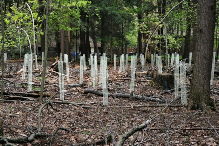 Wrap These Young Wisconsin Trees Before The Deer Rut Or You’ll Lose The Bark By Spring