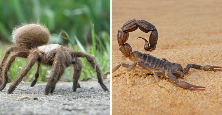 Why Texas Homeowners May Want Tarantulas Around When Scorpions Are Active
