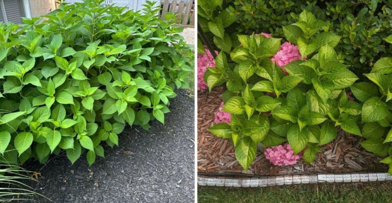 8 Reasons Michigan Hydrangeas Grow Leaves But Never Bloom
