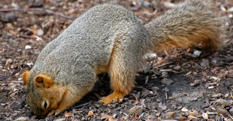 8 Reasons Squirrels Keep Digging In Your Garden