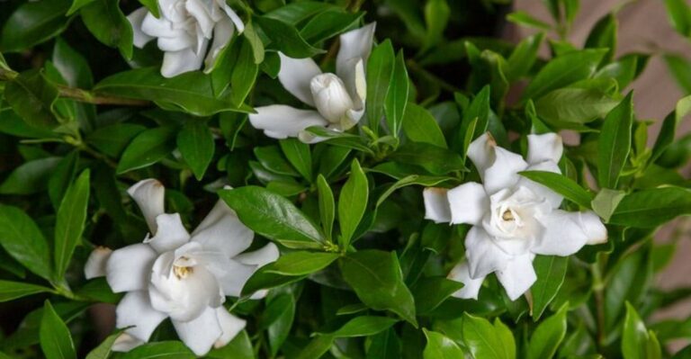 There’s Still Time To Prune Gardenias In Florida This September, But The Window Is Closing