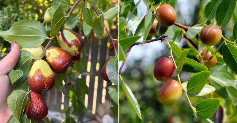 How To Tell When California Jujubes Are Ready To Harvest