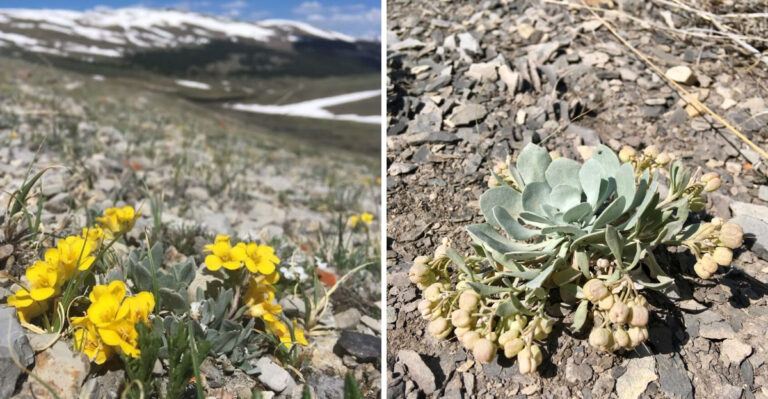 The Colorado Wildflower That Lives Only Above 11,000 Feet And Nowhere Else On Earth