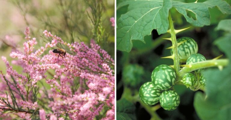 These Shrubs Are Illegal To Sell In Texas