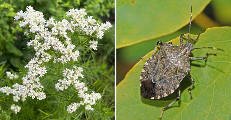 The Native Ohio Plant That Helps Keep Stink Bugs Away From Porches