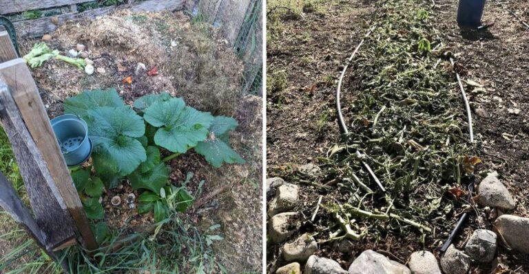 Should California Gardeners Pull Squash Vines Or Let Them Break Down In Place?