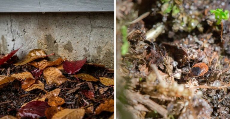 Don’t Blow Fallen Leaves Into These Parts of Your Ohio Yard – You May Be Creating Better Tick Habitat