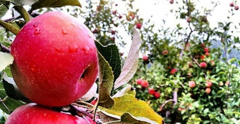 The Virginia Apple Orchards You Should Visit Before Peak Weekend Crowds Arrive