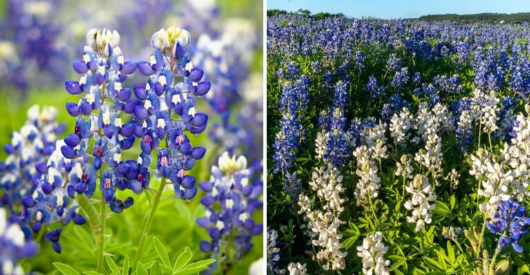 The Texas Wildflower That Once Covered Roadsides Statewide Is Making A Comeback