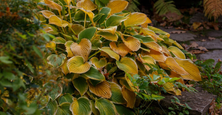 hosta yellowing