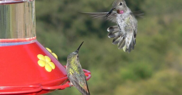 Why Hummingbirds Chase Each Other Away From Michigan Feeders