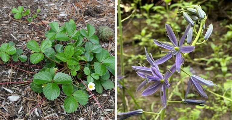 9 Native Groundcovers That Replace Traditional Lawn In Oregon
