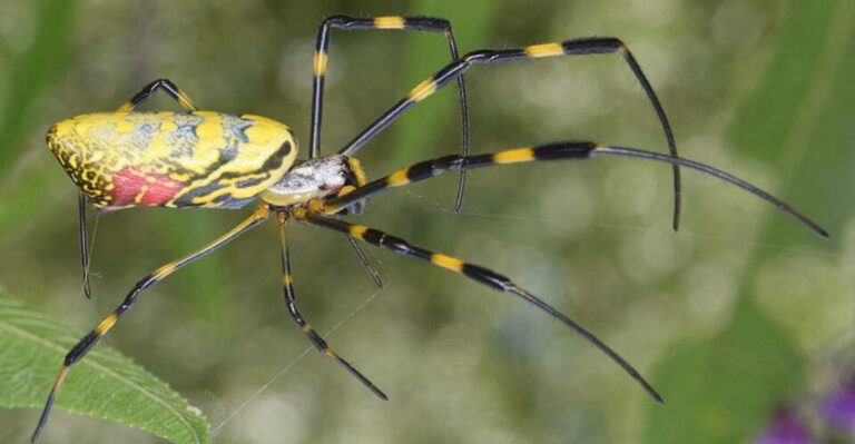 How Georgia Gardeners Can Keep Joro Webs Away From Backyard Bird Feeders