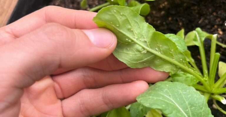 Why North Carolina Arugula Leaves Fill With Tiny Holes In Early Fall