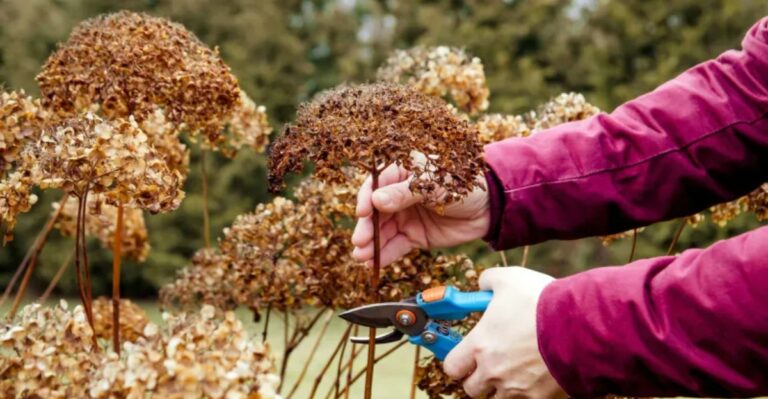 human hand cutting a dry hydrangea flower