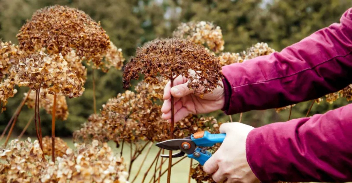 human hand cutting a dry hydrangea flower