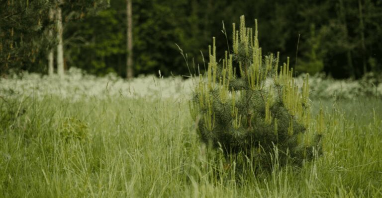 young eastern white pine in a lush green setting